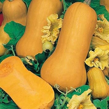 Yellow Butternut Vegetable Seeds for Planting heirloom & Non-GMO Seeds